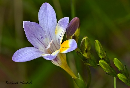 Freesia