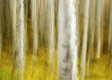 Within the Aspens