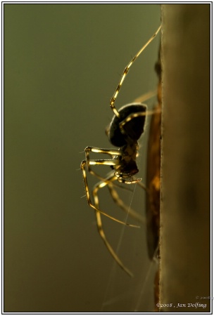 Miniature spider