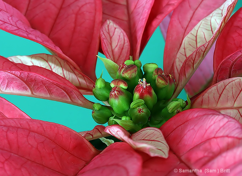 Pink Poinsettia