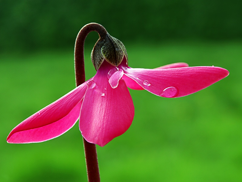 Pink Cyclamen ~ take two