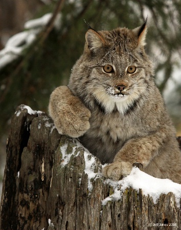 Canadian Lynx