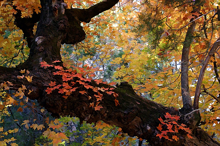 Out On a Limb