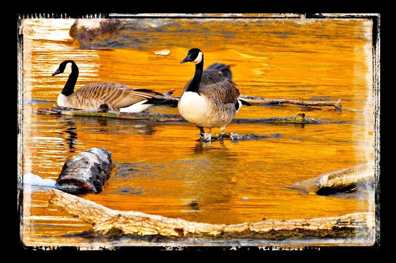 Geese on the dam