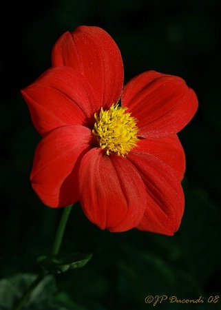 Jaune et Rouge