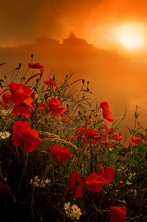 Poppy Morning