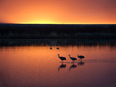 Cranes in the Morning Light