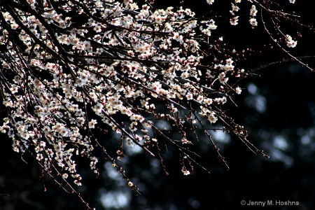 cherry blossoms