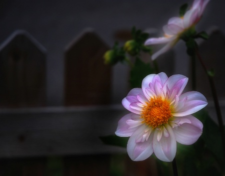 Dahlia Near Sunset