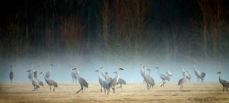 Sandhill Crane Heaven