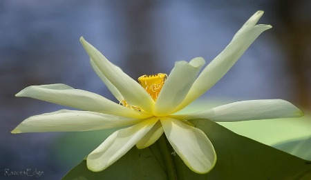 Lotus Flower