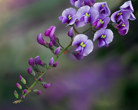 Purple Coral Pea