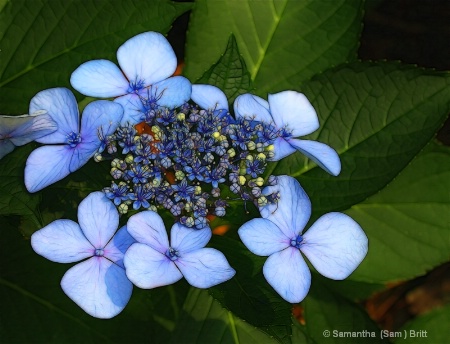 Hydrangeas from Last Summer