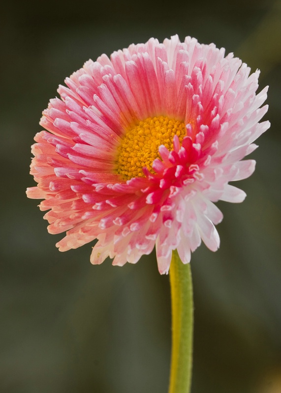 Bellis 2