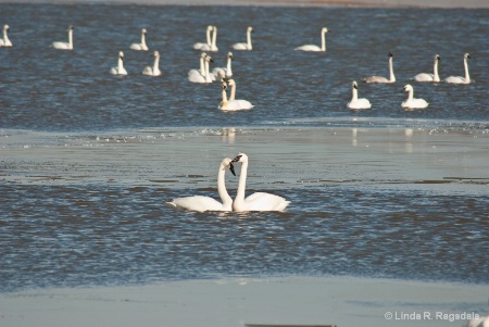 swans in love