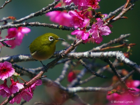 A Sign of Spring: Mejiro and Sakura (桜)