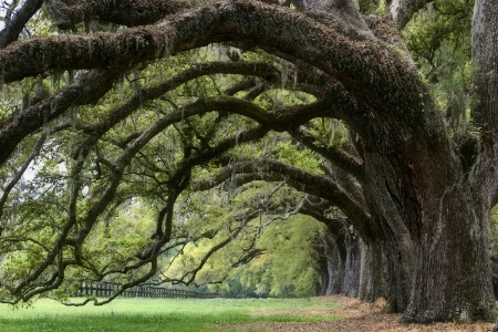 Nature's Archway