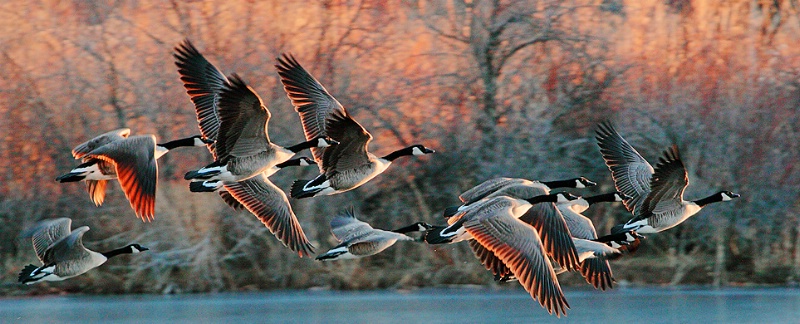 Geese at Sunrise