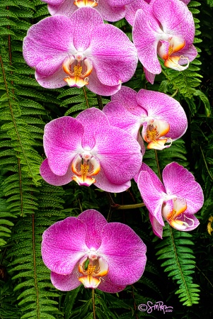 Pink Orchids 1