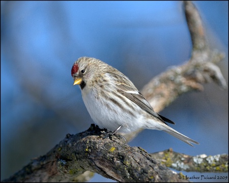  Demure Redpoll