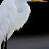 © John Singleton PhotoID # 7840283: Great Egret Portrait