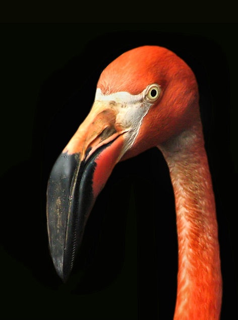 American Flamingo