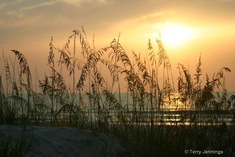 Sunrise through the Sea Oats - ID: 7844232 © Terry Jennings