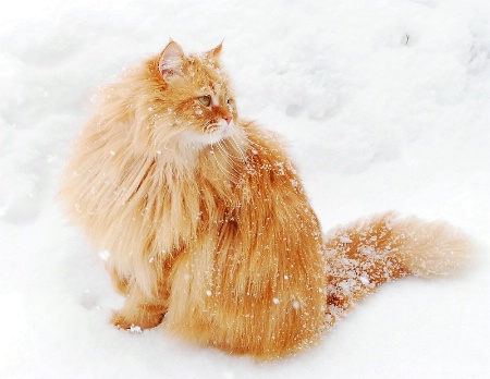 Snow Flake Cat 2