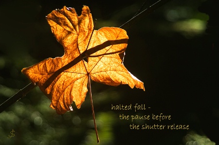 haiga-4-Halted Fall