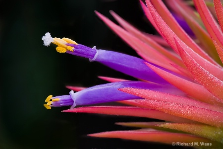 Tillandsia on Fire