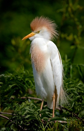 Cattle Egret