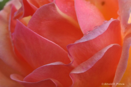 Peachy Rose  063