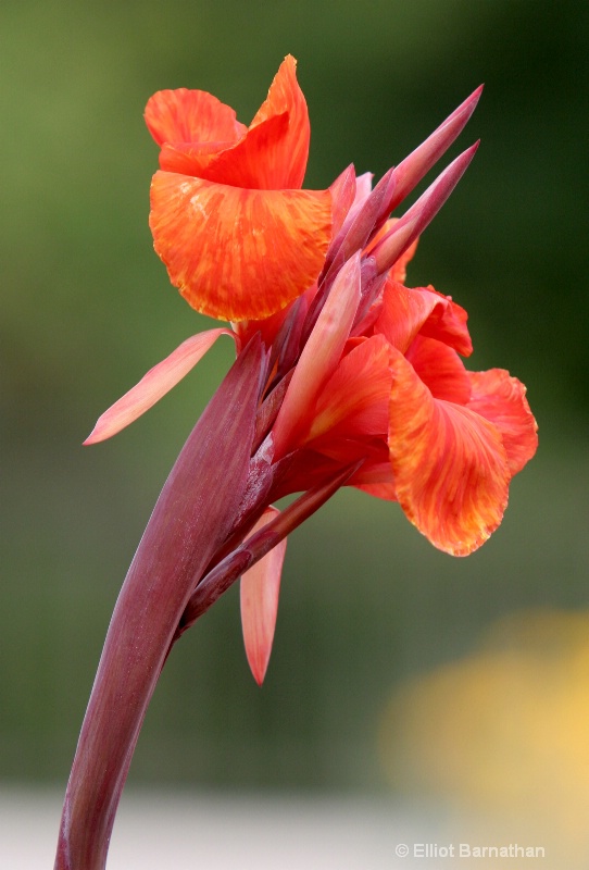 Iris - ID: 7918246 © Elliot Barnathan