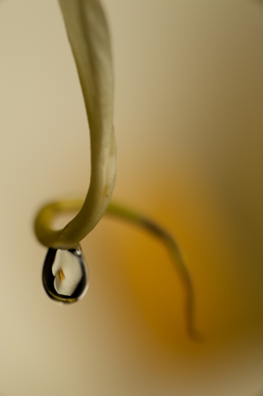 Dew Drop