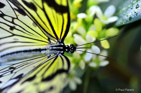 Yellow Butterfly