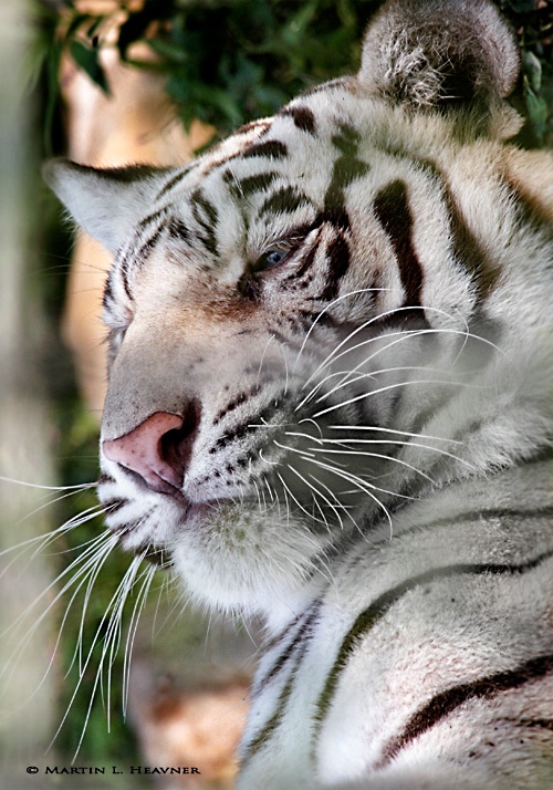 Wise White Tiger - ID: 7951337 © Martin L. Heavner