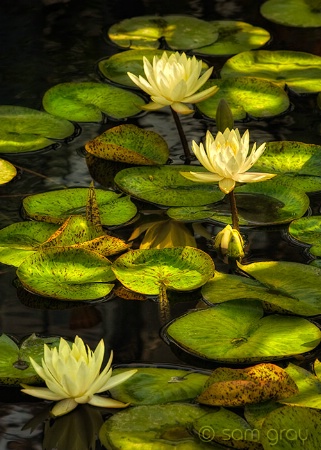 Sun Splashed Waterlilies