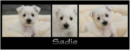 Sadie