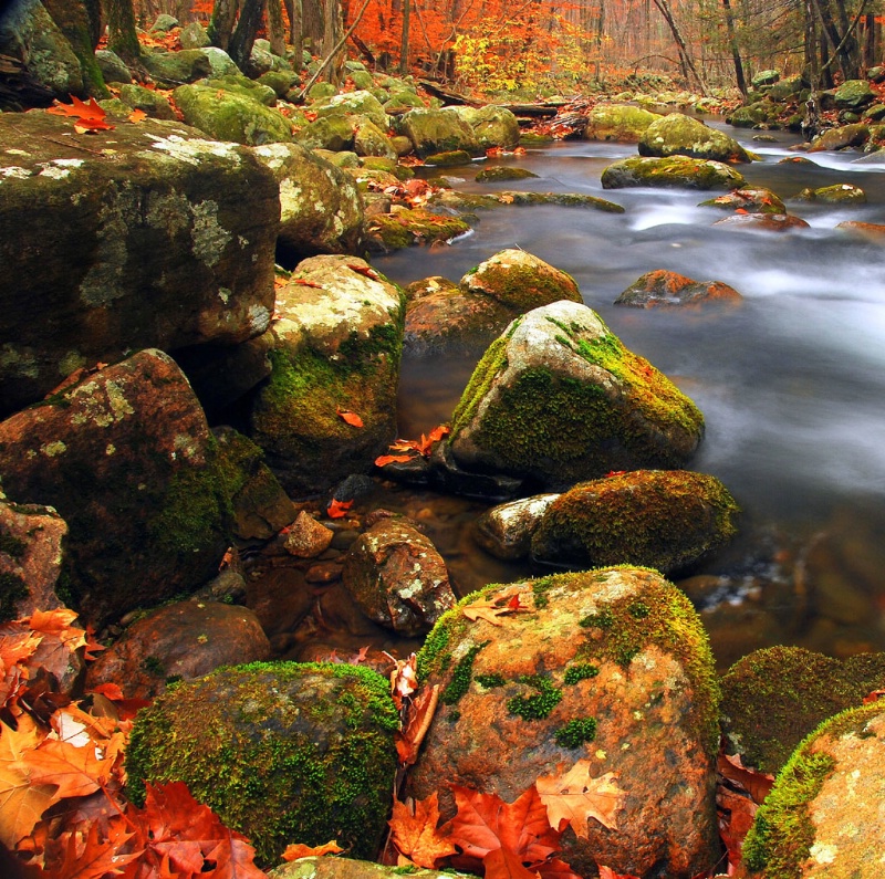 Rock Garden