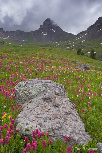 Wetterhorn Wildflowers