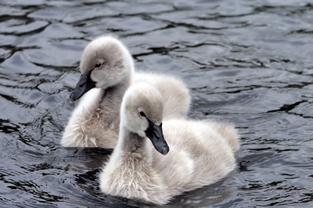 A pair of fluffies