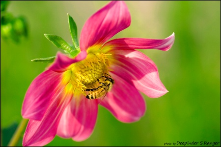 Bee on Dahlia-129