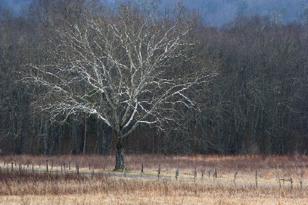 Winter Pastel - Cades Cove 1-24-09