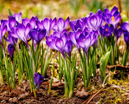 Crocus Forest