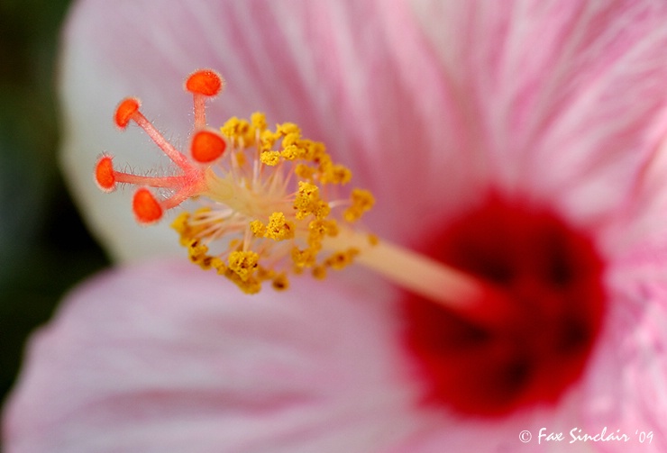 Hibiscus Elements 