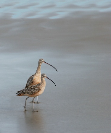 Curlews