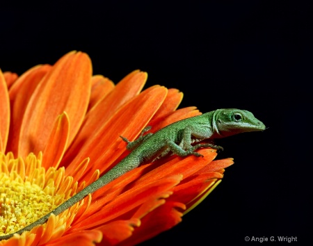 Lizard on daisy
