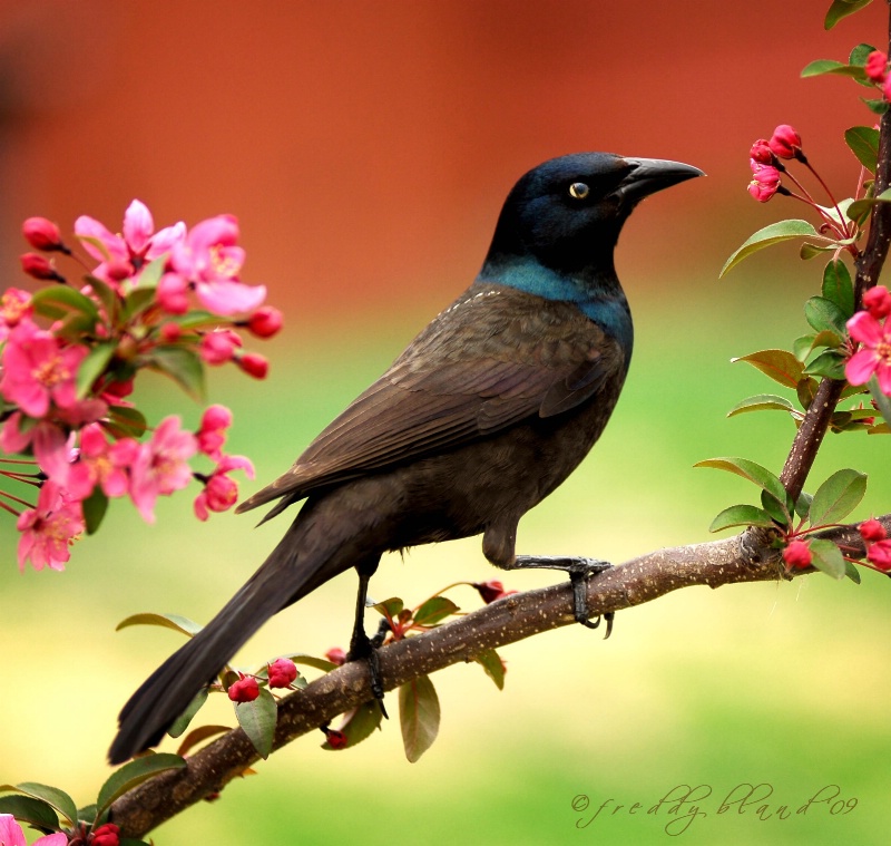 Common Grackle