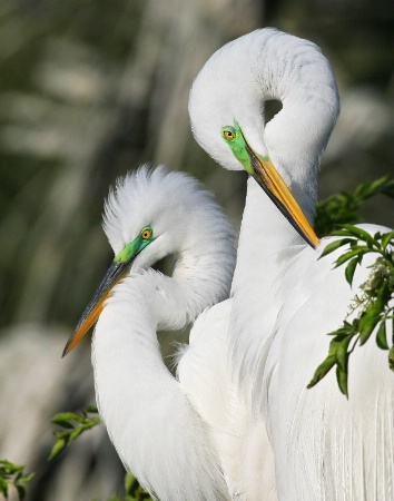 Pair of Whites