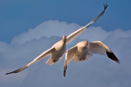 Snow Geese